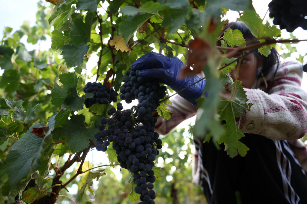 Το Ευρωπαϊκό Κοινοβούλιο θωρακίζει τον αμπελοοινικό τομέα – Νέα εργαλεία στήριξης για τους οινοπαραγωγούς απέναντι σε κλιματική κρίση και αγορές