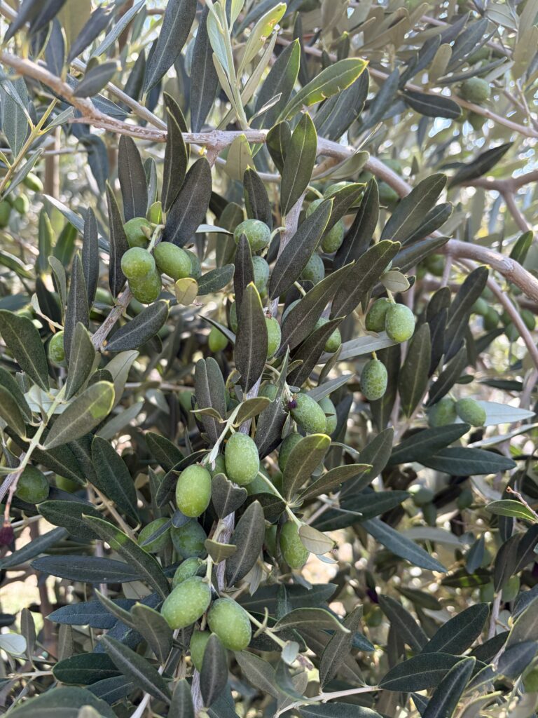 Παράταση εφαρμογής της υποχρεωτικής δήλωσης συγκομιδής ελαιοκάρπου